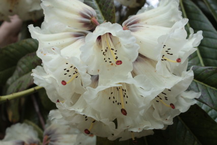Rhododendron at Kilmacurragh Arboretum
