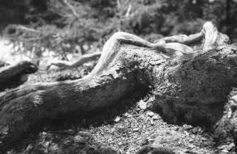 Tree remains in Banff