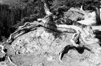 Tree remains in Banff